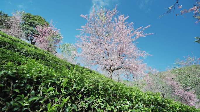 4K-南涧冬樱花，茶叶种植，樱花盛开