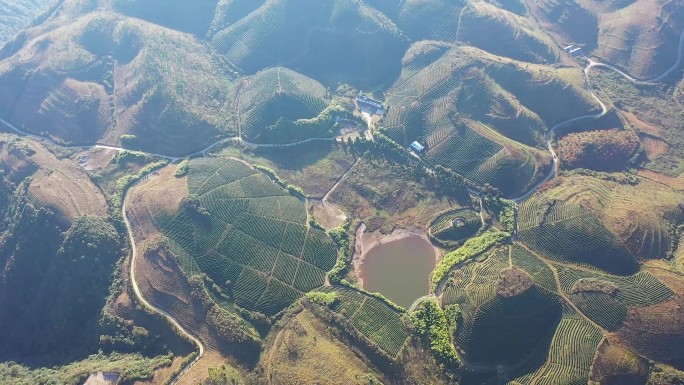 航拍高山茶园基地5