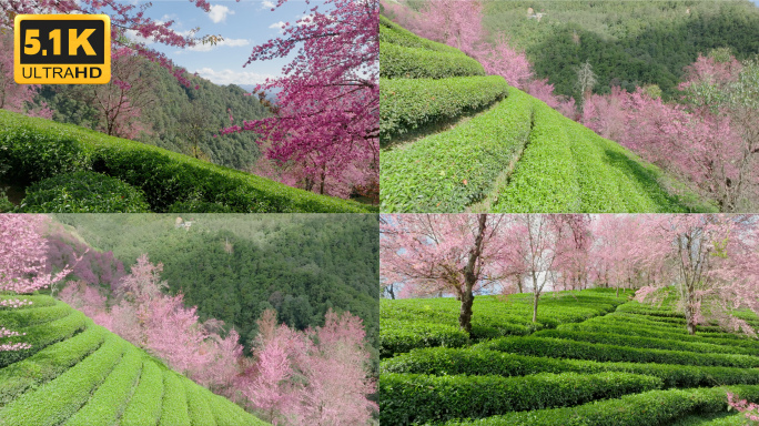 【5K】大理无量山茶叶种植地里面的冬樱花