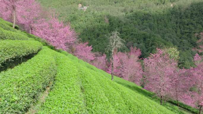 【5K】大理无量山茶叶种植地里面的冬樱花