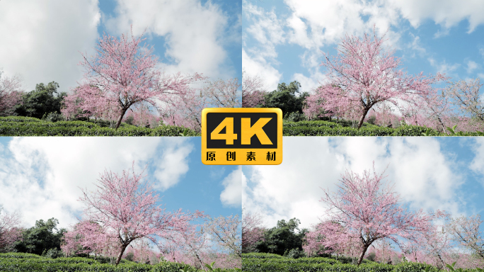 4K-南涧无量山樱花谷风光延时，茶地延时