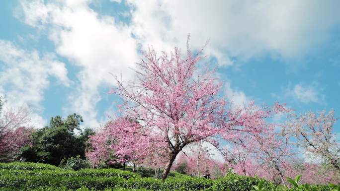 4K-南涧无量山樱花谷风光延时，茶地延时