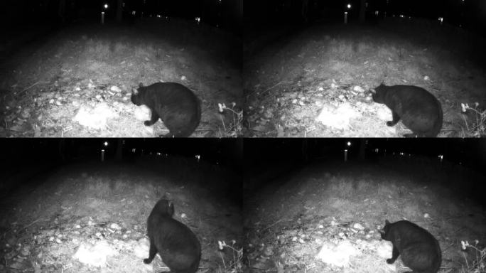夜色中红外线守猎相机镜头下的流浪猫