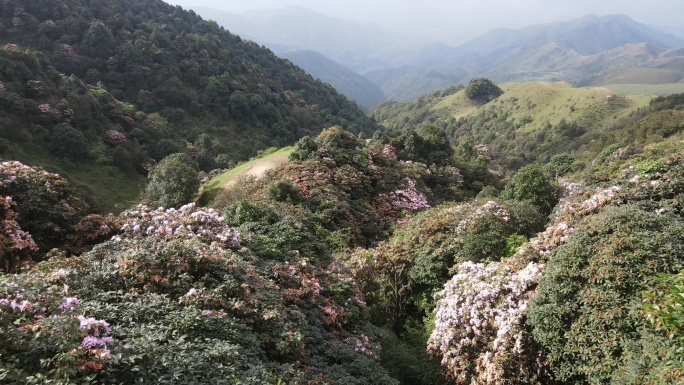 阳春鸡笼顶大草原