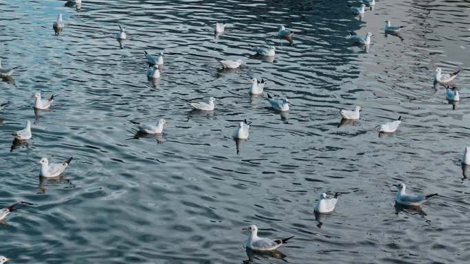 城市海鸥昆明水面上数量很多红嘴鸥近景
