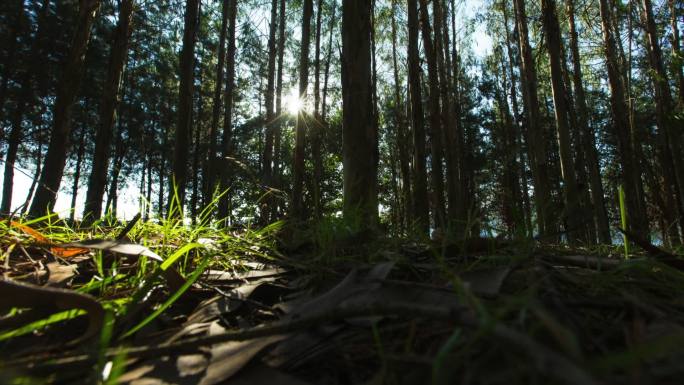 森林光影延时 阳光森林