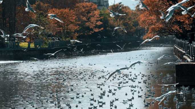 城市海鸥昆明盘龙江水面上成群的红嘴鸥