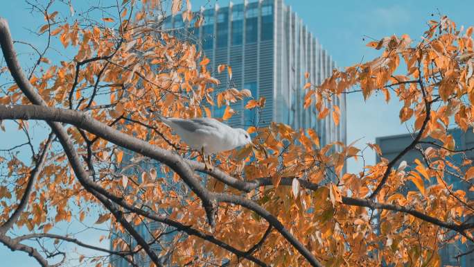 城市海鸥昆明冬天高楼间金色树叶下的红嘴鸥
