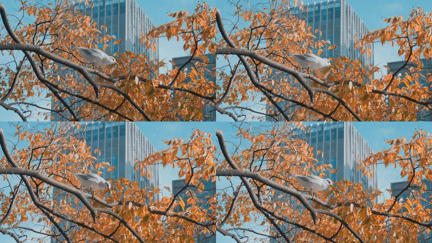 城市海鸥昆明冬天高楼间金色树叶下的红嘴鸥