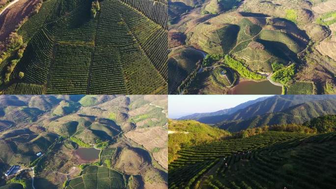 航拍高山茶园基地