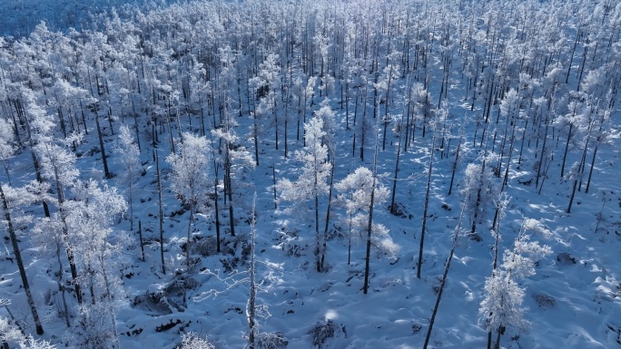 航拍林海雪原银色松林