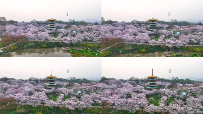 湖北武汉东湖樱花园春季风光