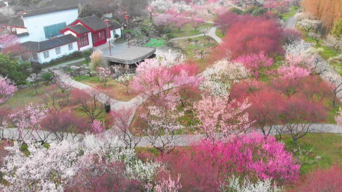 武汉东湖梅园景区春季梅花风光