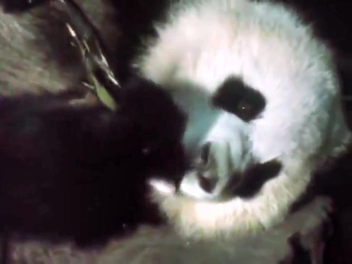 1974年赠送法国大熊猫