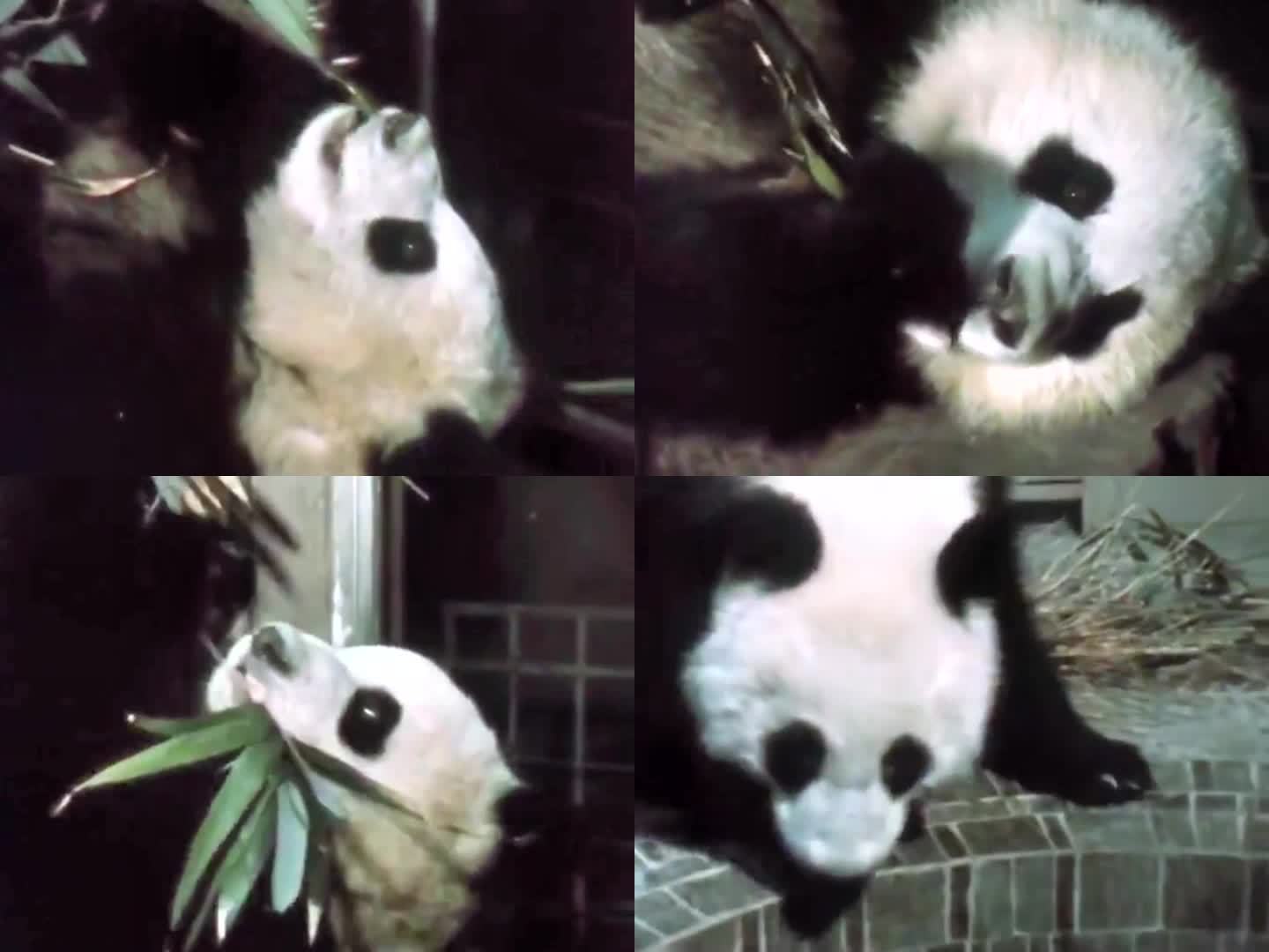 1974年赠送法国大熊猫