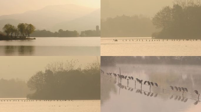 杭州湘湖冬季晨雾水鸟空镜