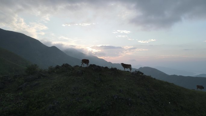 阳春鸡笼顶大草原