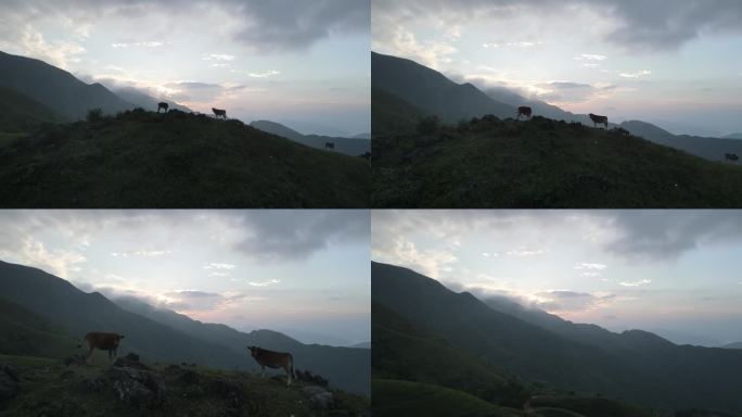 阳春鸡笼顶大草原