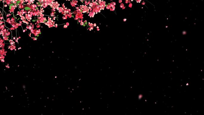桃花枝条开花花瓣飘落-带透明通道