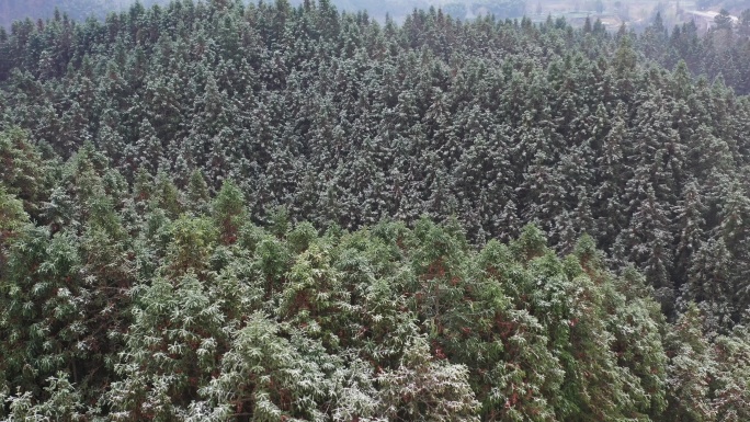 安徽黄山松柏雪景航拍视频