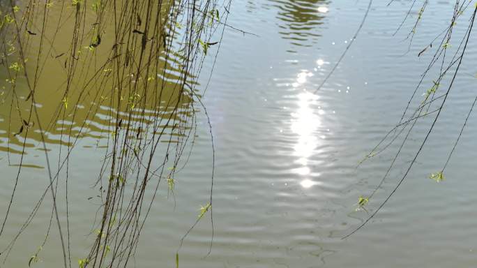 柳树阳光水面