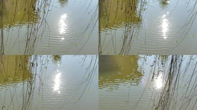 柳树阳光水面