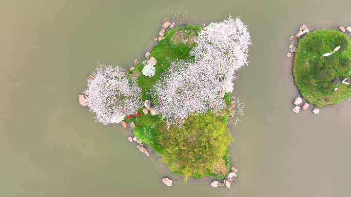 湖北武汉东湖樱花园春季风光