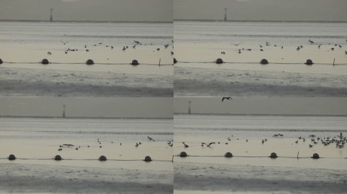 深圳湾湿地海鸥