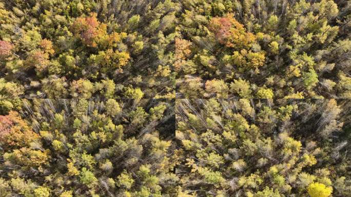 航拍秋天茂密的彩色树林