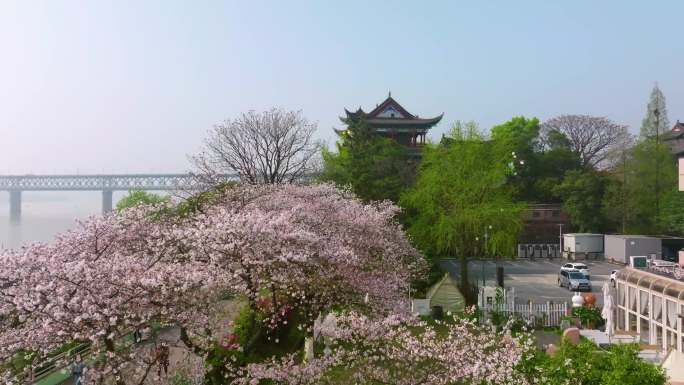武汉汉阳江滩晴川阁公园和樱花风光