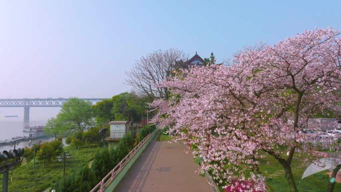 武汉汉阳江滩晴川阁公园和樱花风光