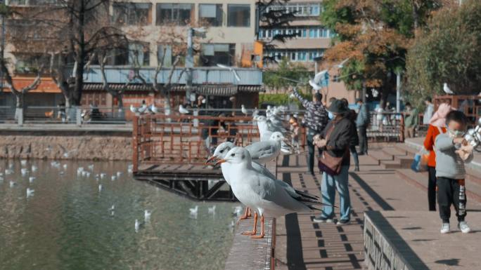 城市海鸥特写昆明盘龙江边红嘴鸥和市民