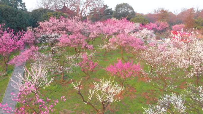 武汉东湖梅园景区春季梅花风光