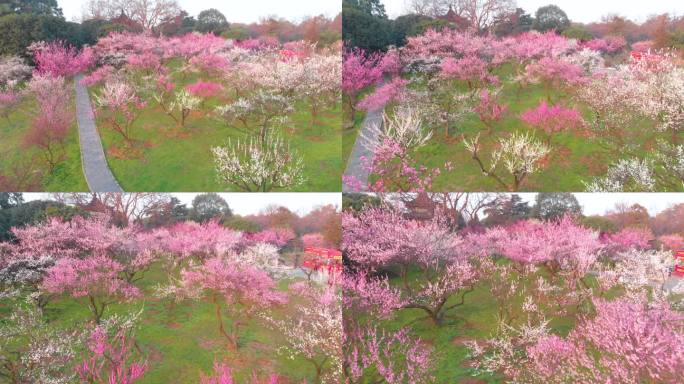 武汉东湖梅园景区春季梅花风光