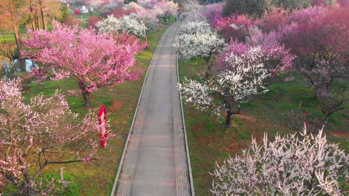 武汉东湖梅园景区春季梅花风光