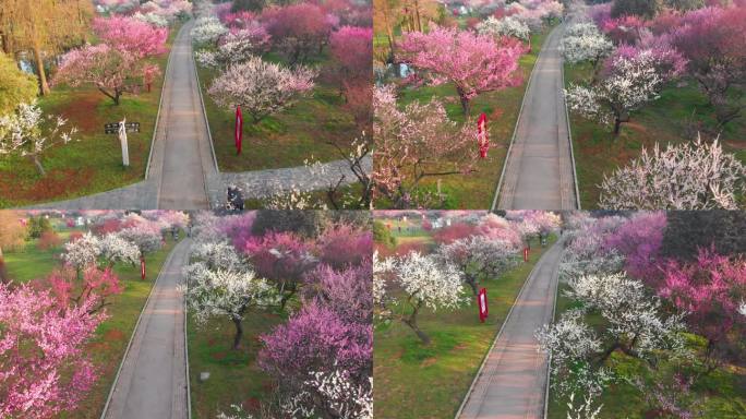 武汉东湖梅园景区春季梅花风光