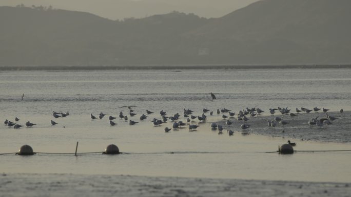 红嘴海鸥