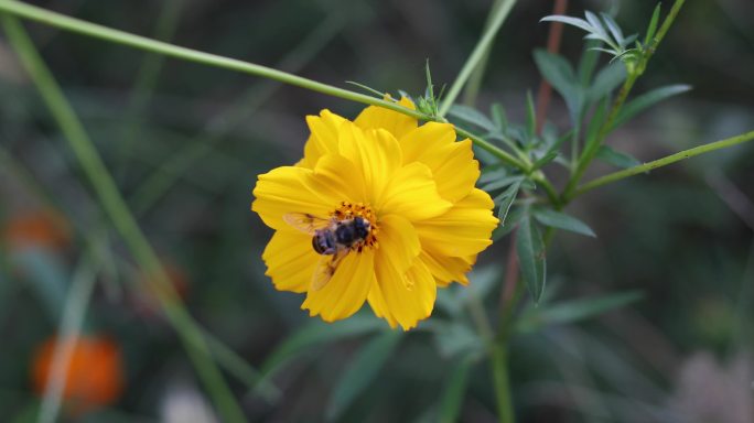 菜花小蜜蜂