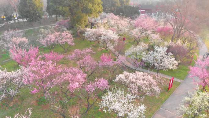 武汉东湖梅园景区春季梅花风光