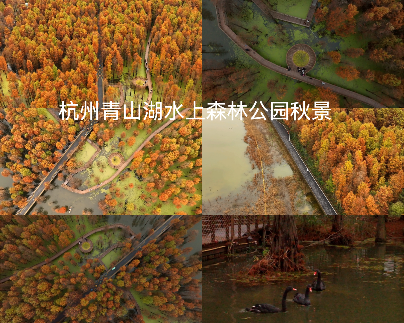 杭州 临安 青山湖 秋季水衫 航拍素材
