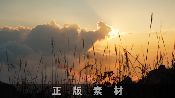 美景夕阳云海下的芦苇