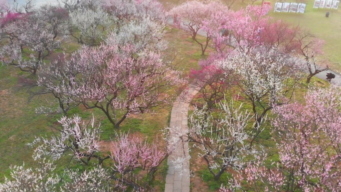 武汉东湖梅园景区春季梅花风光