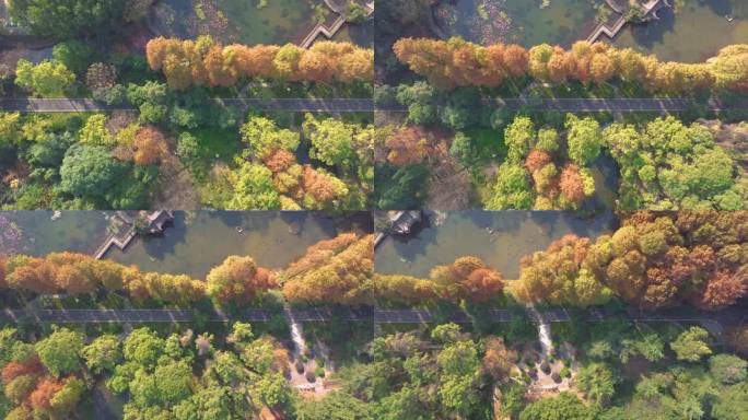 湖北武汉中科院植物园秋季风光
