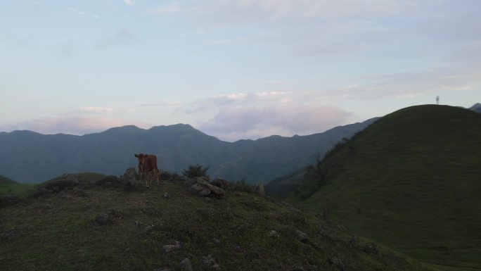 阳春鸡笼顶大草原