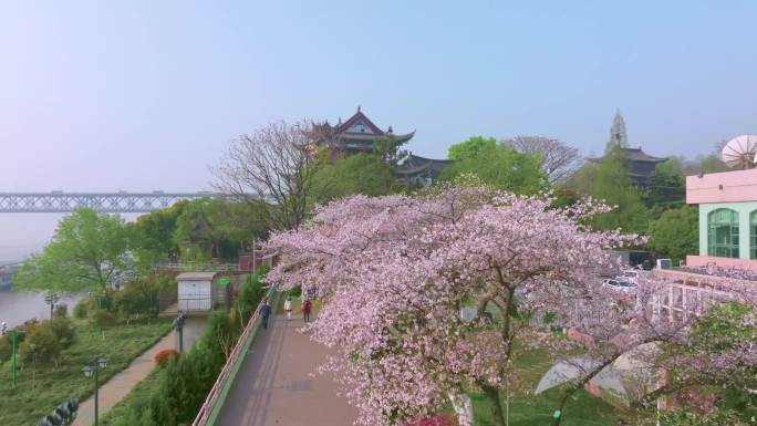 武汉汉阳江滩晴川阁公园和樱花风光