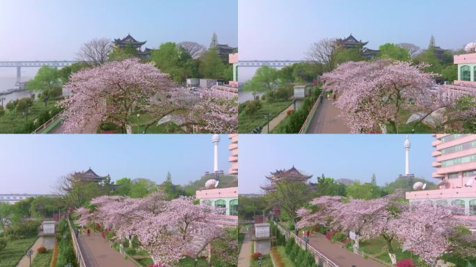 武汉汉阳江滩晴川阁公园和樱花风光