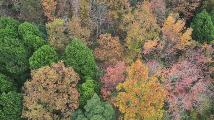 台州温岭彭家村树林航拍DJI_0940