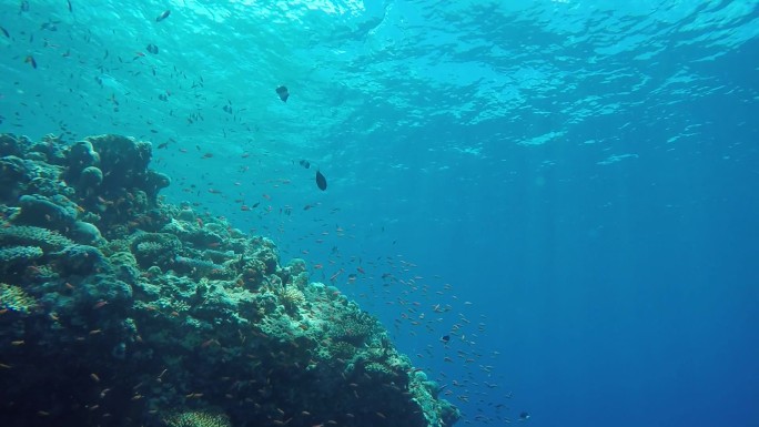 马尔代夫海底世界潜泳