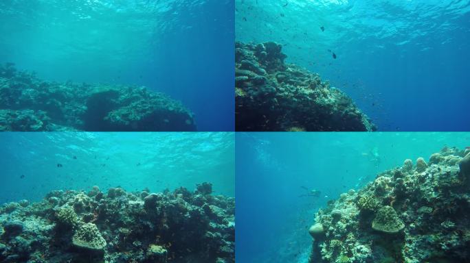 马尔代夫海底世界潜泳
