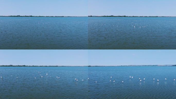 4K湖面惊起飞翔的水鸟
